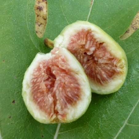 Ficus précoce de Dalmatie