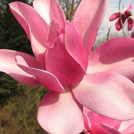 Magnolia aurora