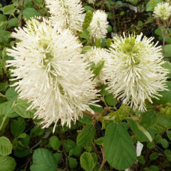 Fothergilla gardenii blue shadow