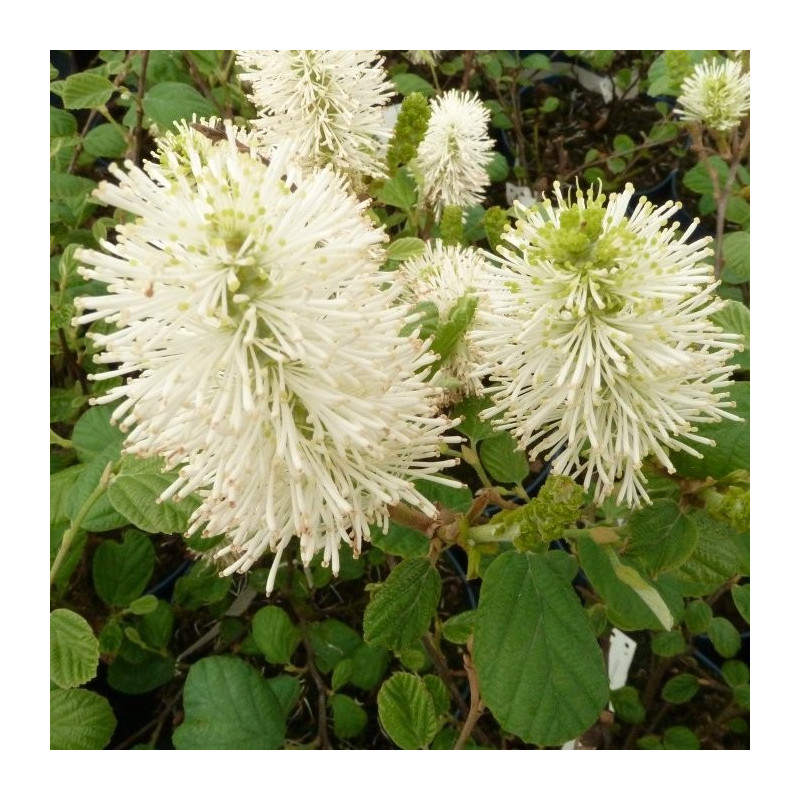 Fothergilla gardenii blue shadow