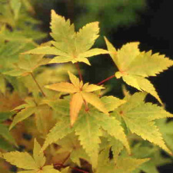 Acer palmatum 'winter flame' feuillage