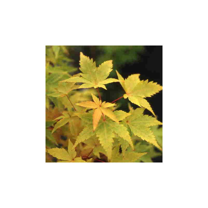 Acer palmatum 'winter flame' feuillage