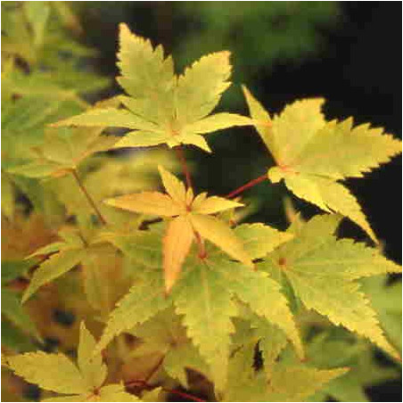 Acer palmatum 'winter flame' feuillage