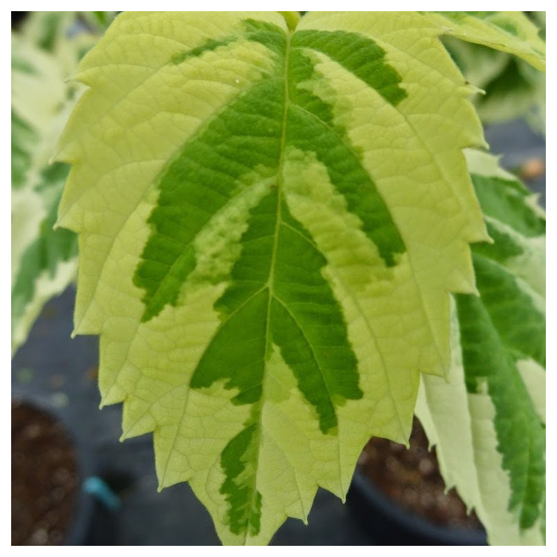 Davidia involucrata lady sunshine