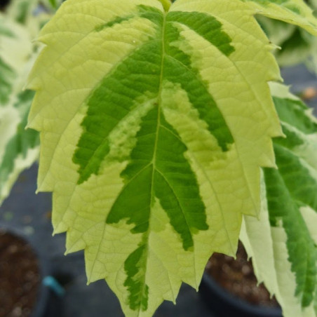 Davidia involucrata lady sunshine