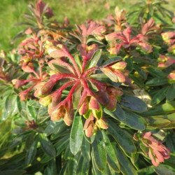 Euphorbia redwing®