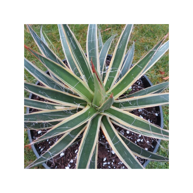 Agave filifera variegata