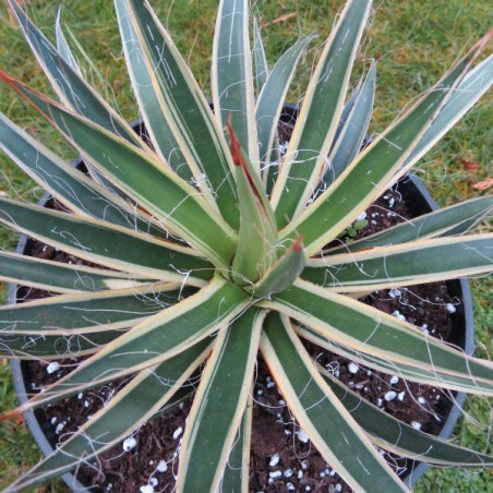 Agave filifera variegata