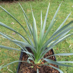 Yucca whipplei