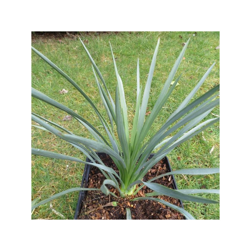 Yucca whipplei