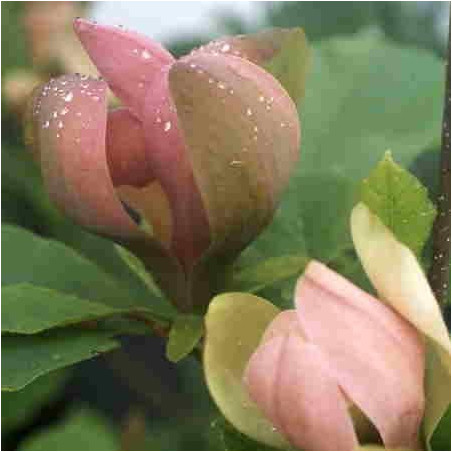 Magnolia brooklynensis 'Eva Maria'