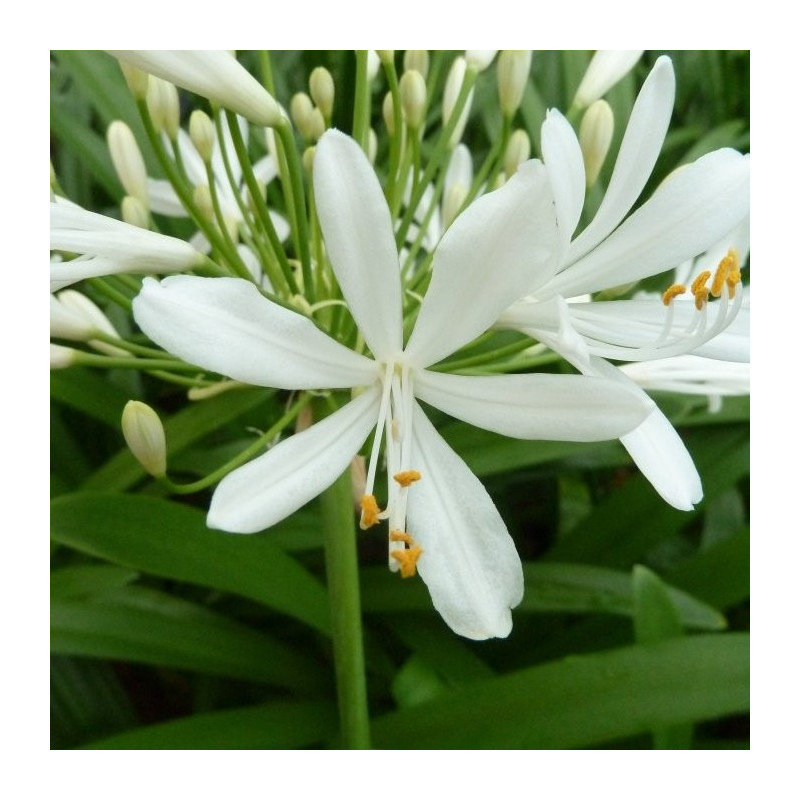 Agapanthus bridal bouquet