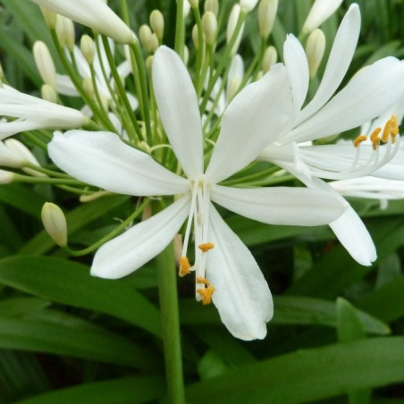 Agapanthus bridal bouquet