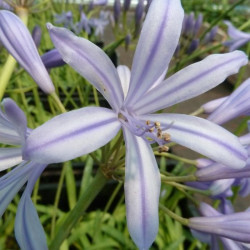 Agapanthus delft blue®