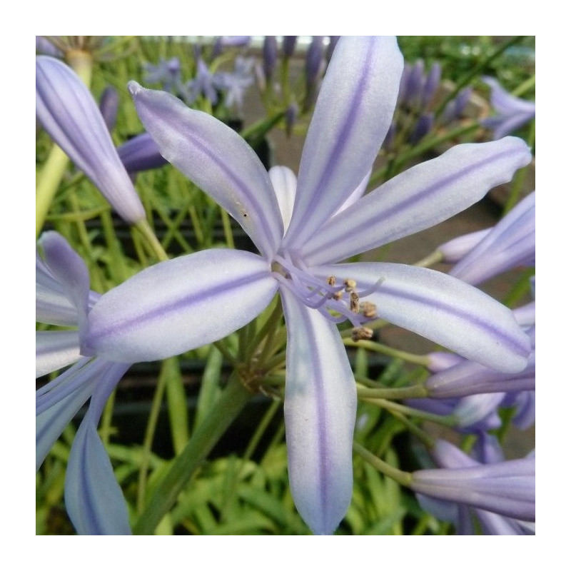 Agapanthus delft blue®