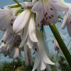 Agapanthus crystal drop