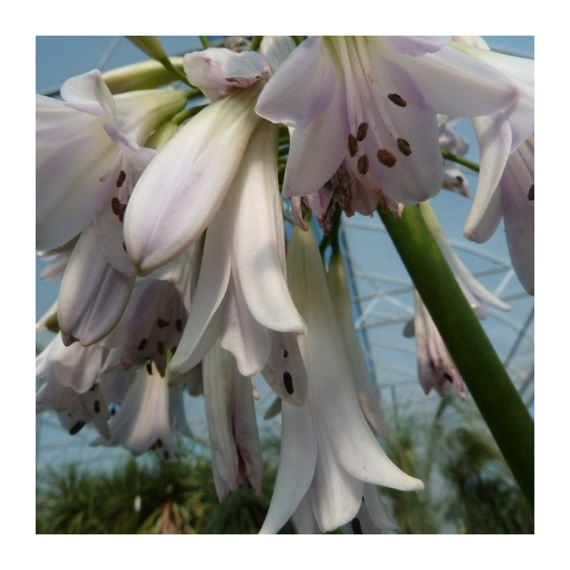 Agapanthus crystal drop