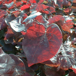 Cercis forest pansy