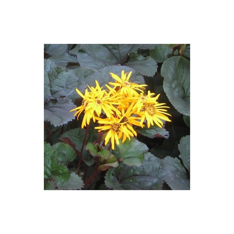 Ligularia Britt Mary Crawford®