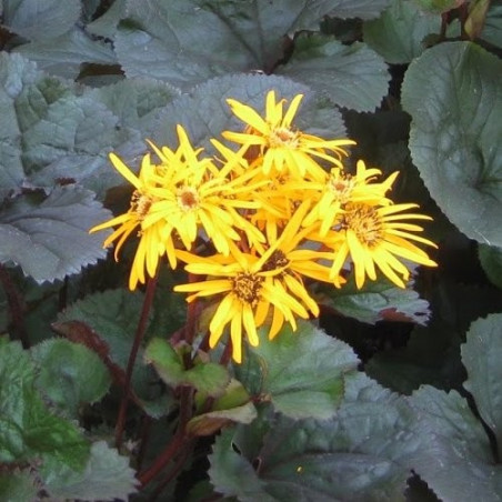 Ligularia Britt Mary Crawford®