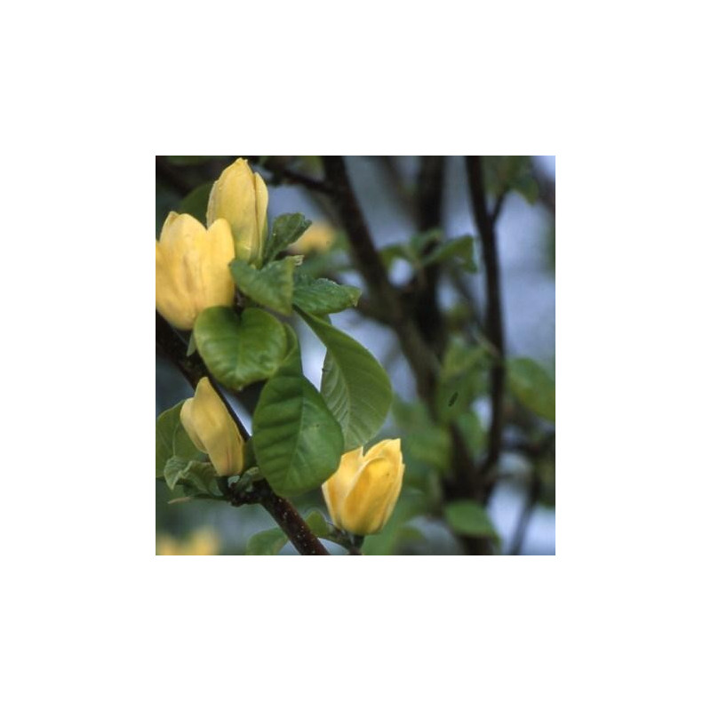 Magnolia brooklynensis 'yellow bird'