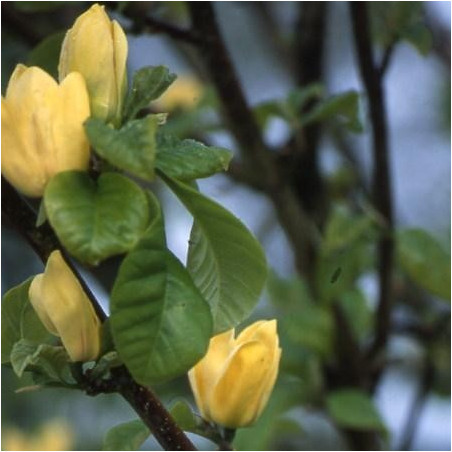 Magnolia brooklynensis 'yellow bird'