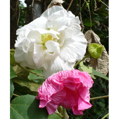 Hibiscus mutabilis