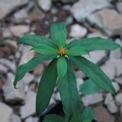 Paris polyphylla