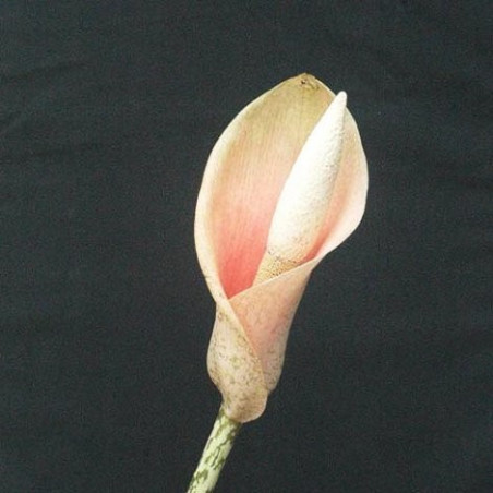 Amorphophallus bulbifer long stem