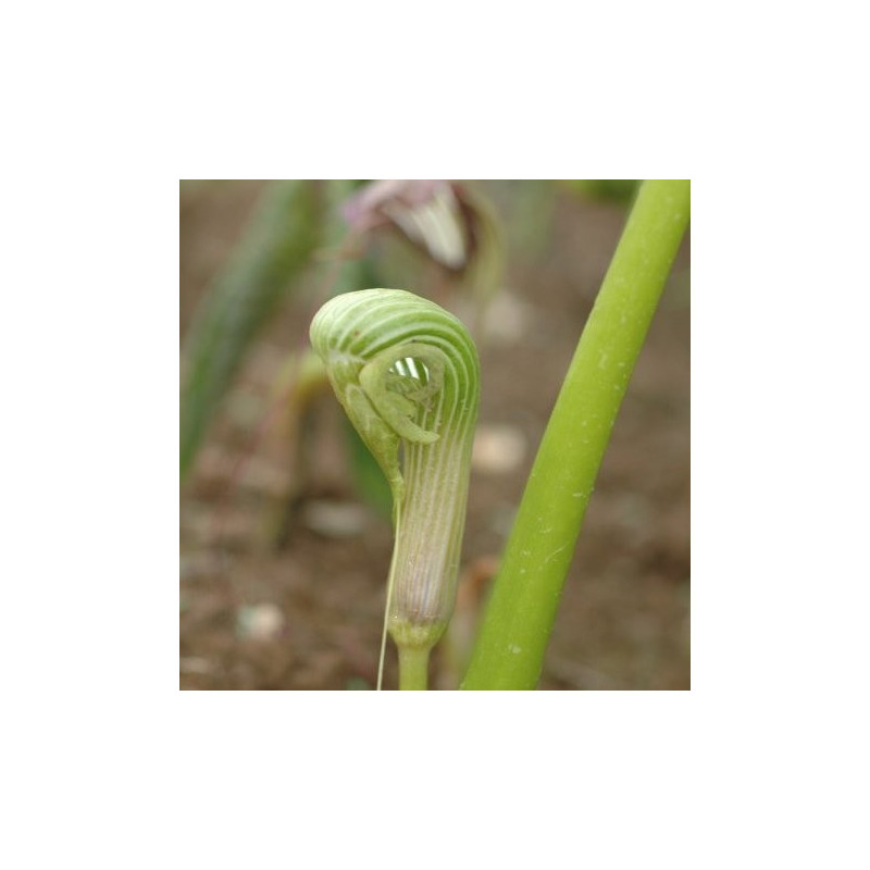 Arisaema galeatum