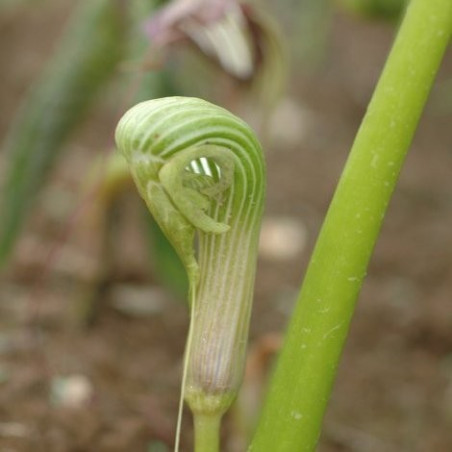 Arisaema galeatum