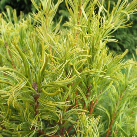 Pinus strobus tiny curls