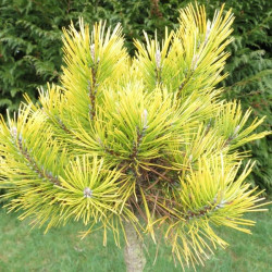 Pinus mugo golden glow