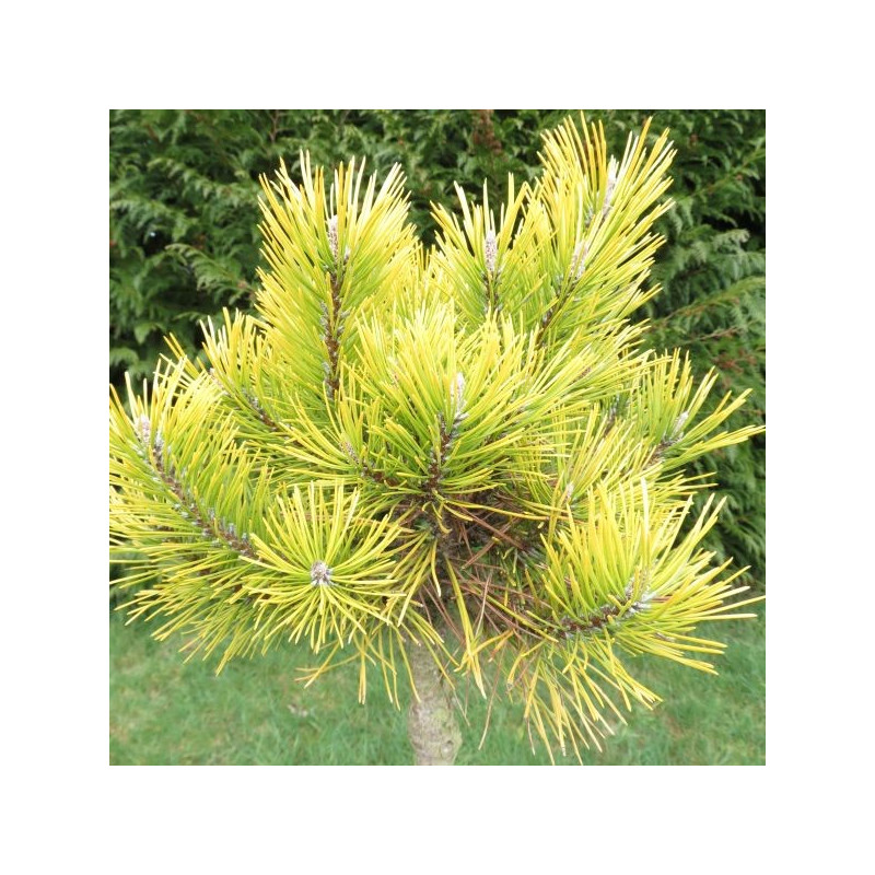 Pinus mugo golden glow