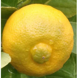 Citrus limetta pursha