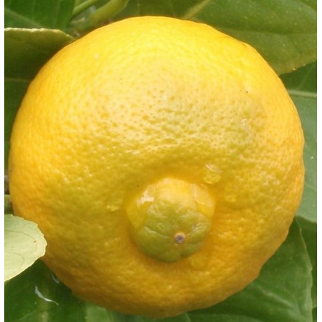 Citrus limetta pursha