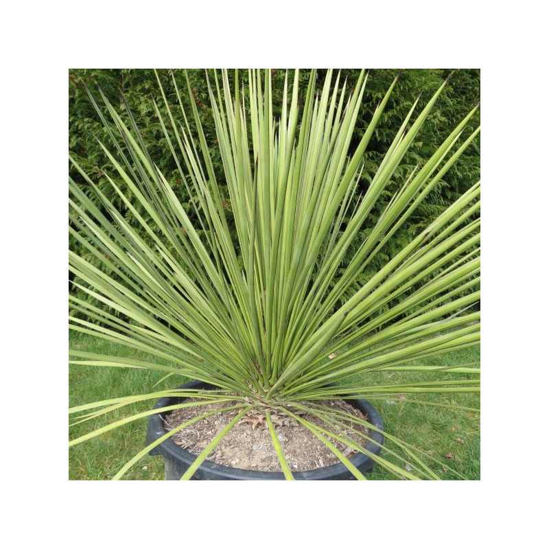 Yucca queretaroensis x filifera