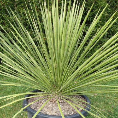 Yucca queretaroensis x filifera