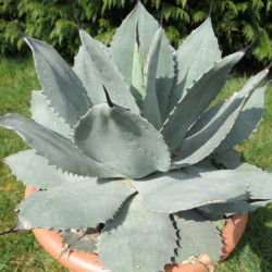 Agave ovatifolia emerald