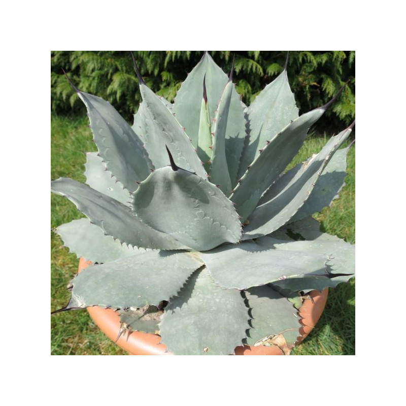 Agave ovatifolia emerald