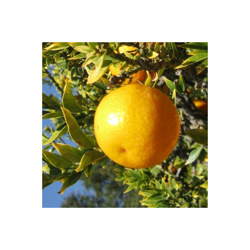 Citrus myrtifolia