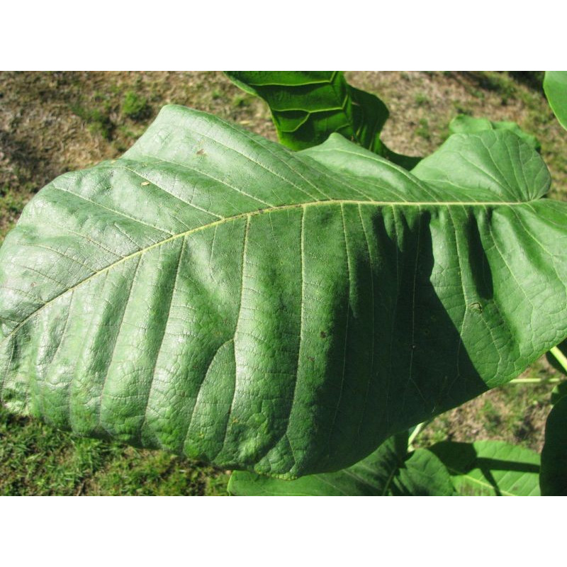 Magnolia dealbata feuille