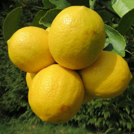 Citrus volkameriana