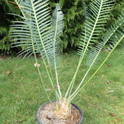 Dioon edule Queretaro