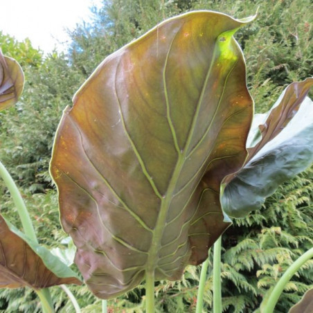 Alocasia wentii