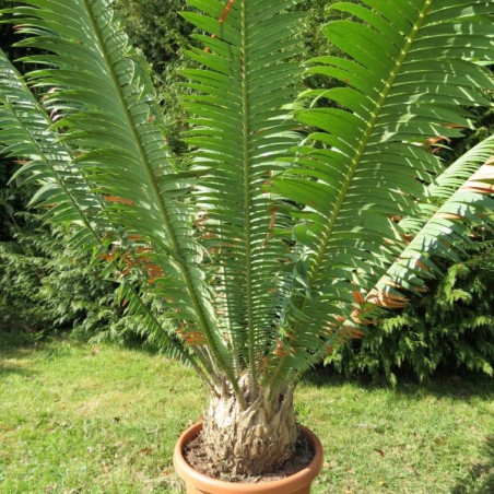 Dioon mejiae