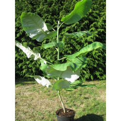 Magnolia dealbata plant