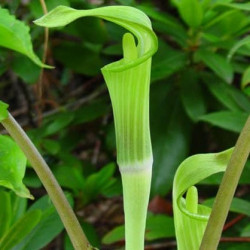 Arisaema jacquemontii