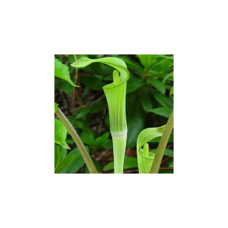 Arisaema jacquemontii