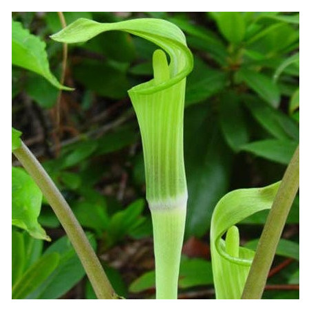 Arisaema jacquemontii